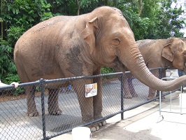 Merlyn AnimalECG Elephant